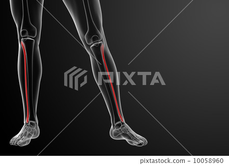 3d rendered illustration - fibular - front view 10058960