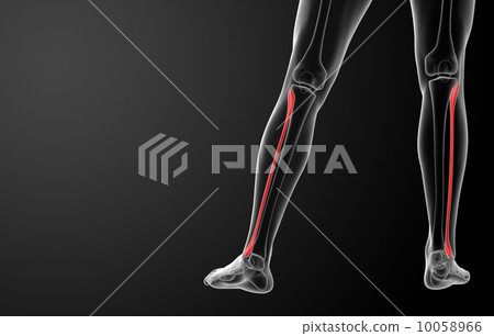 3d rendered illustration - fibular - back view 10058966