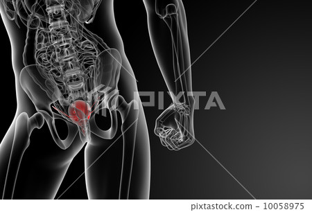 3d render bladder anatomy - back view 10058975