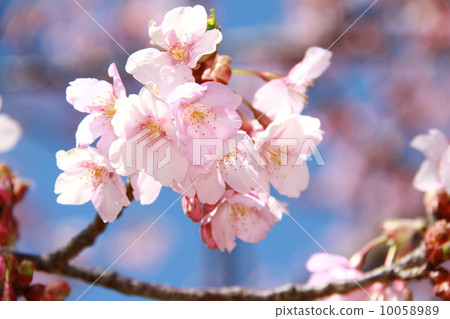 Kawazu cherry tree Kawazu cherry tree 10058989
