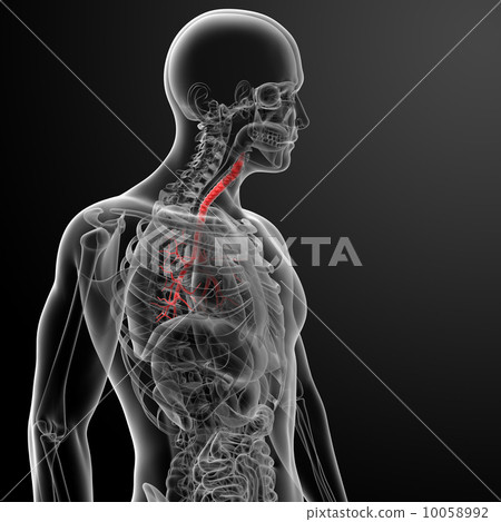 3d render lungs with visible bronchi - side view 3d render lungs with visible bronchi - side view 10058992