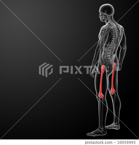3d rendered illustration - femur bone - side view 3d rendered illustration - femur bone - side view 10058993