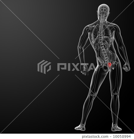3d render bladder anatomy - back view 3d render bladder anatomy - back view 10058994