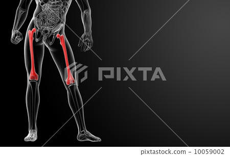 3d rendered illustration - femur bone - front view 10059002