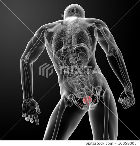 3d render bladder anatomy - back view 10059003