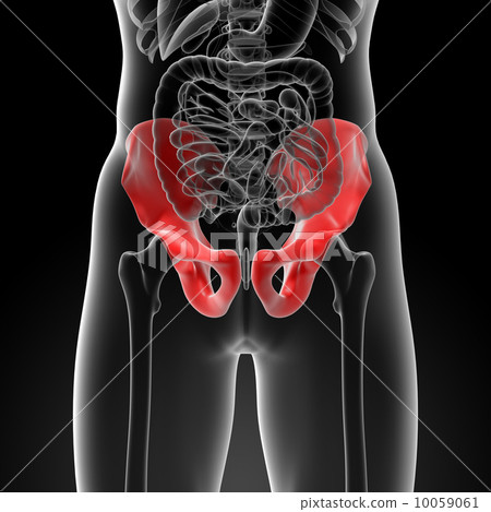 3d render illustration pelvis bone - front view 10059061