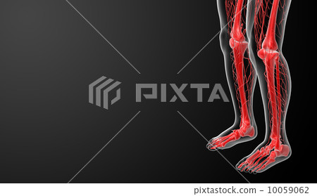 3d render lymphatic system - leg side view 10059062