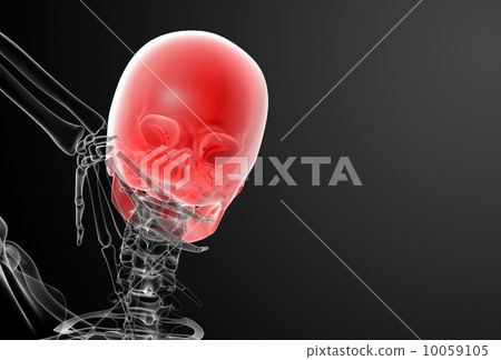 3d render skull X-rays - back view 10059105