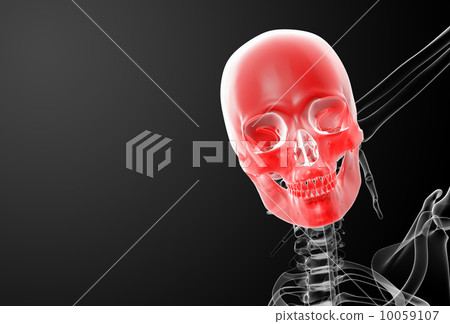 3d render skull X-rays - front view 3d render skull X-rays - front view 10059107