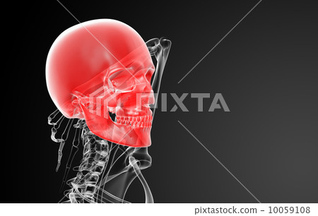 3d render skull X-rays - side view 10059108