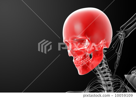 3d render skull X-rays - side view 3d render skull X-rays - side view 10059109