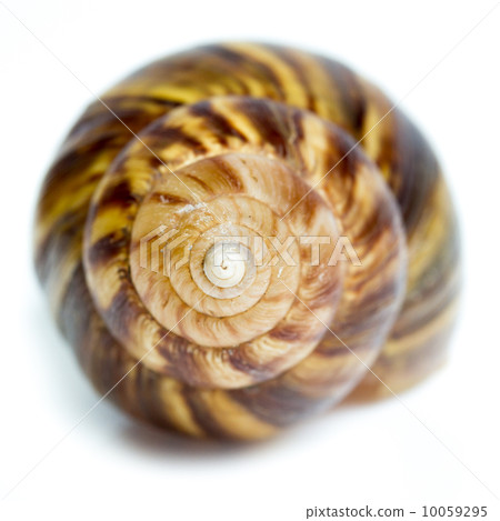 spiral shell spiral shell 10059295
