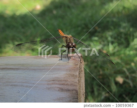 Dragonfly  10059367