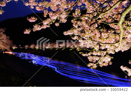 Night cherry shooting star 10059422