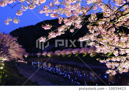 夜櫻桃流星 夜櫻桃流星 10059423