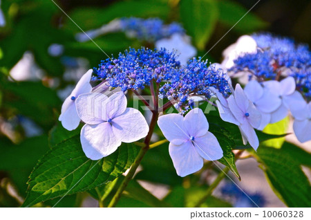 Hydrangea (Mukojima Hana Garden / Sumida Ward, Tokyo) 10060328