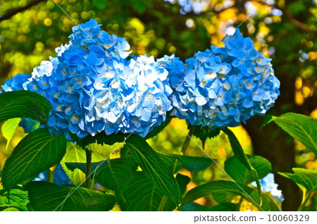 淺藍色繡球花（Mukojima Hana Garden / Sumida Ward，東京） 10060329