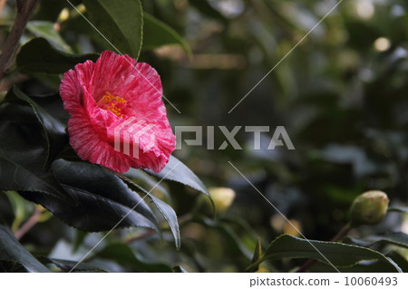 Camellia (grass paper wash) Camellia (grass paper wash) 10060493