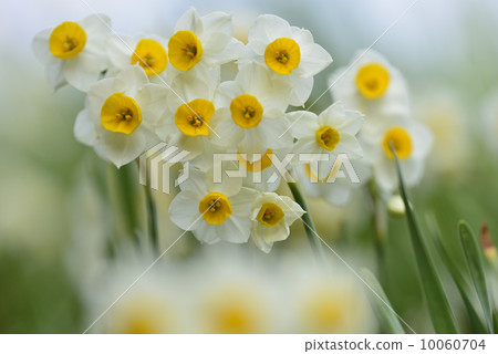 Narcissus Narcissus 10060704