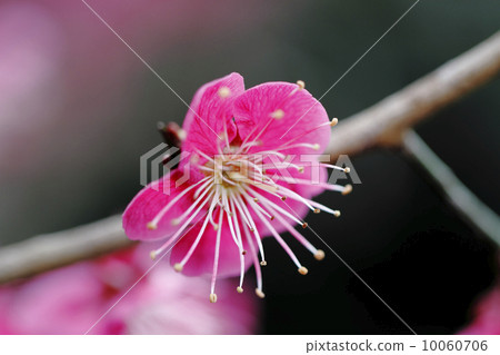 Kobai Kobai 10060706