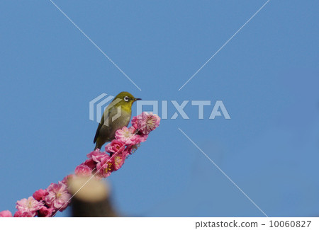 梅花和白眼 10060827