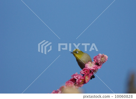 梅花和白眼 10060828