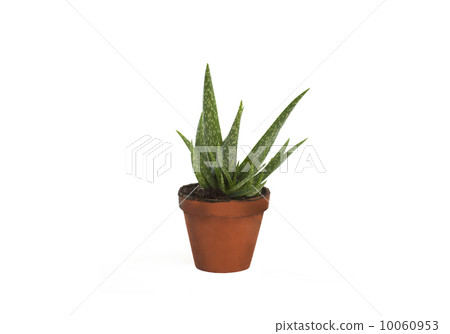 Aloe vera isolated on white Aloe vera isolated on white 10060953