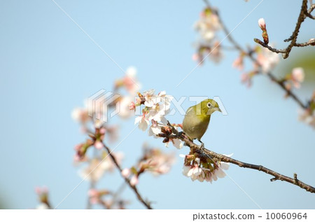 櫻花和mezzo 10060964