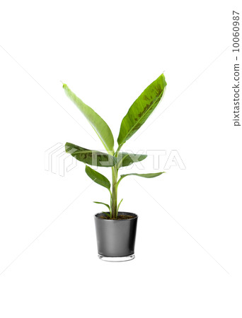 Ornamental Plants over white background Ornamental Plants over white background 10060987