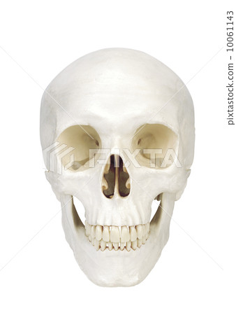 human scull isolated on white background human scull isolated on white background 10061143