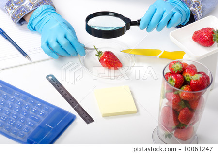 Phytosanitary expert hands inspecting the appearance of strawberries Phytosanitary expert hands inspecting the appearance of strawberries 10061247