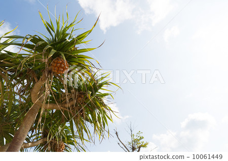 Octopus tree Octopus tree 10061449
