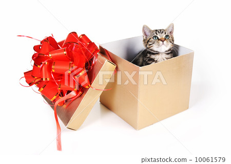 Funny kitten 10061579