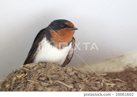 燕子在巢穴休息 10061602