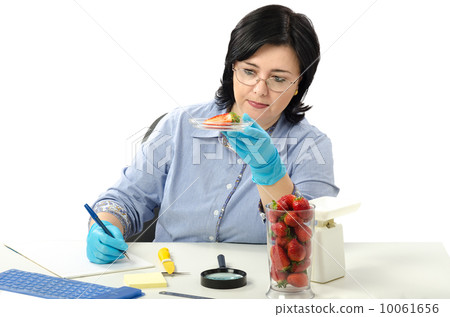 Phytosanitary engineer carefully examines at the half strawberries Phytosanitary engineer carefully examines at the half strawberries 10061656
