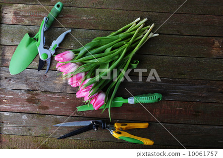 pink tulips pink tulips 10061757