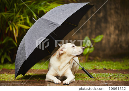 Dog in rain 10061812