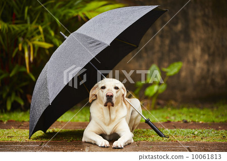 Dog in rain Dog in rain 10061813