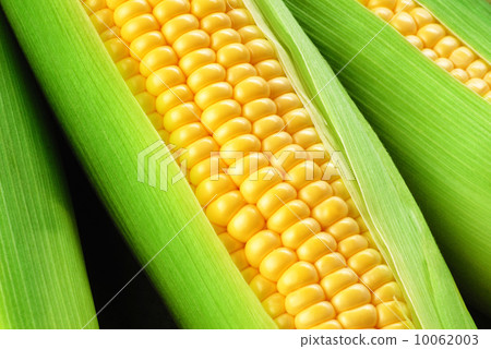 corn cob corn cob 10062003