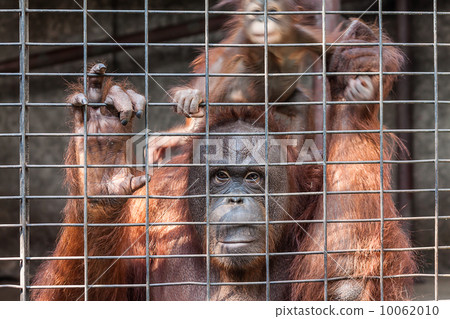 Orangutan with her baby 10062010