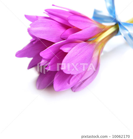 bouquet of crocus 10062170