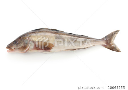 True hockey True hockey 10063255