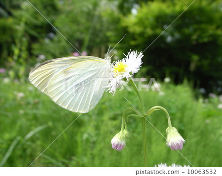 Yamato juji在Haruzion種植 10063532