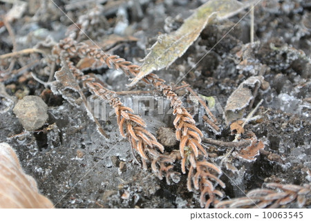 霜和落葉的鯉魚 10063545