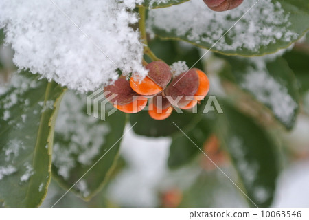 在Masaki的樹枝上的雪化妝 在Masaki的樹枝上的雪化妝 10063546