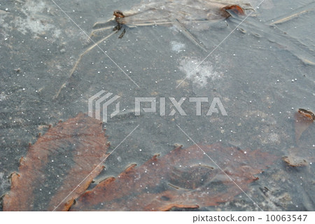 在一個凍水坑的下落的葉子 10063547