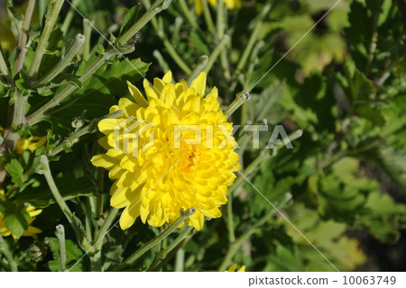 Aobobu看著日落 10063749