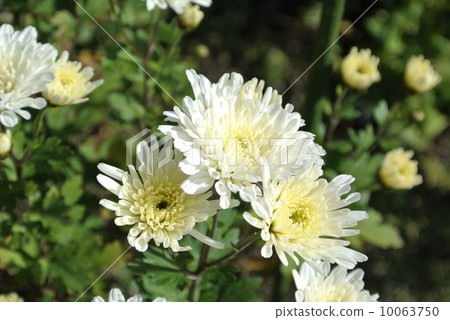 說貨幣承擔太陽 10063750