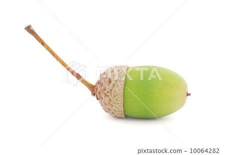 Acorn Acorn 10064282