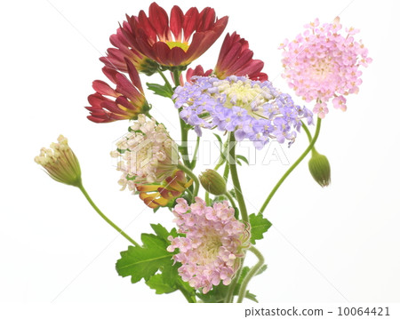 Chrysanthemum and Matsumushi 10064421